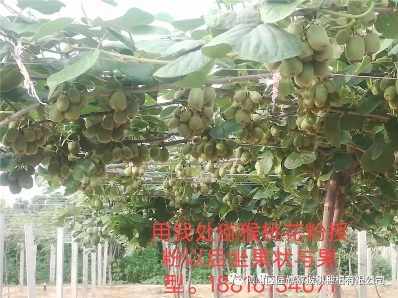 2022年博山猕猴桃省内冬剪总结外地农户种植猕猴桃经验教训如下